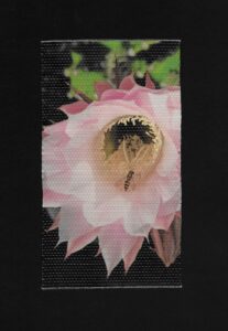 Kaktusblüte von Käthy Borer-Gut