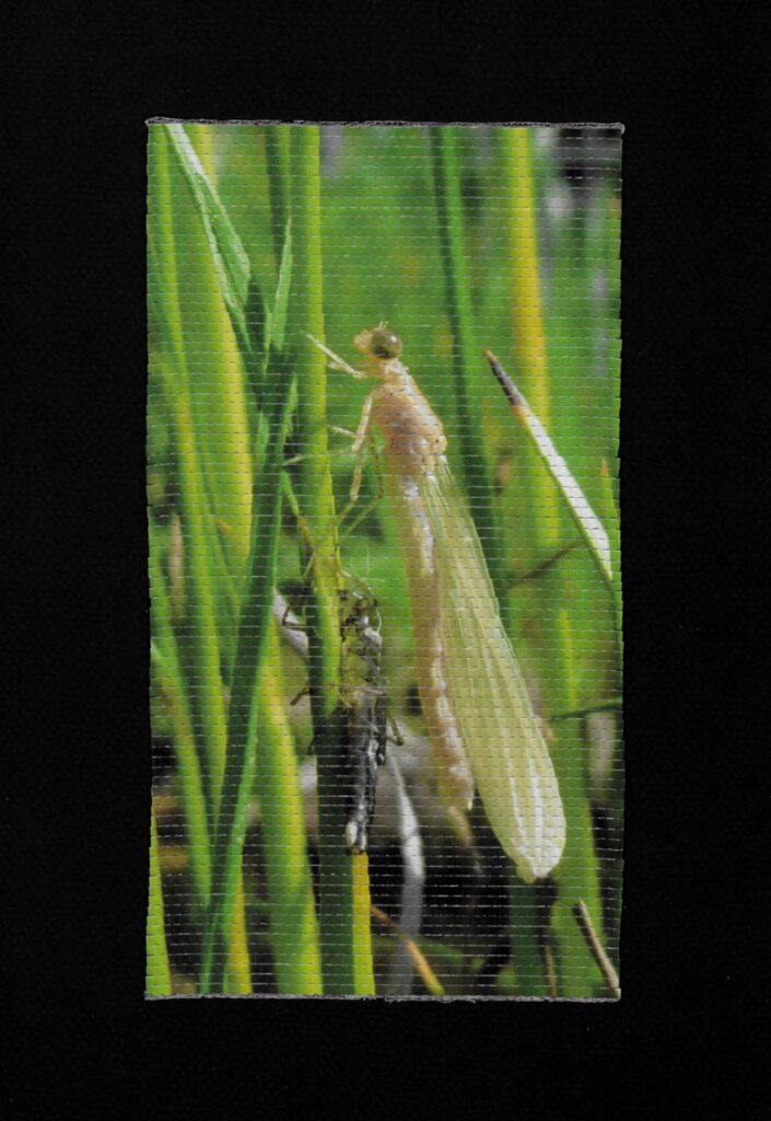 Libelle von Käthy Borer-Gut