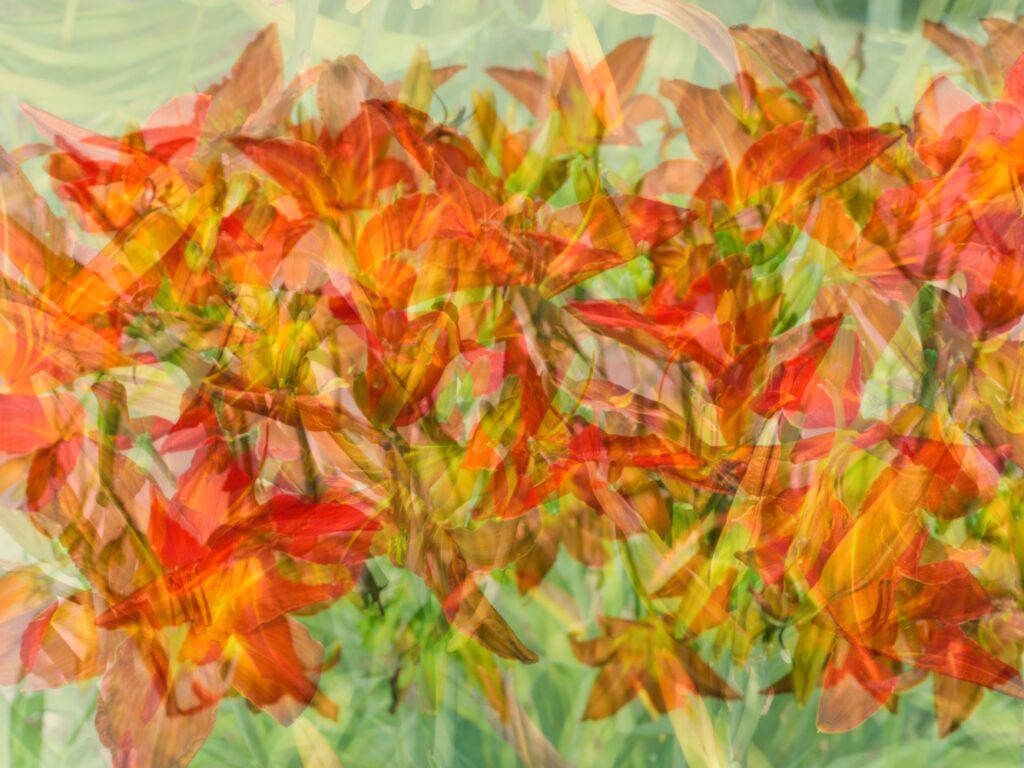 Dance of Lilies von Romy Pfeifer