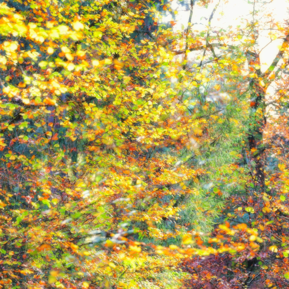 Honeymoon von Romy Pfeifer