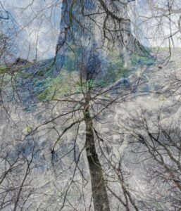 The Strong and the Fragile Ones von Romy Pfeifer