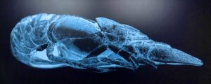 Darkside von Hannes Bodmer