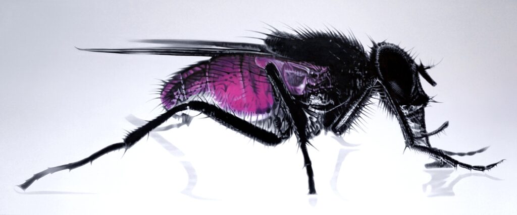 Superfly von Hannes Bodmer