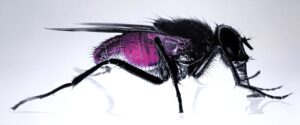 Superfly von Hannes Bodmer